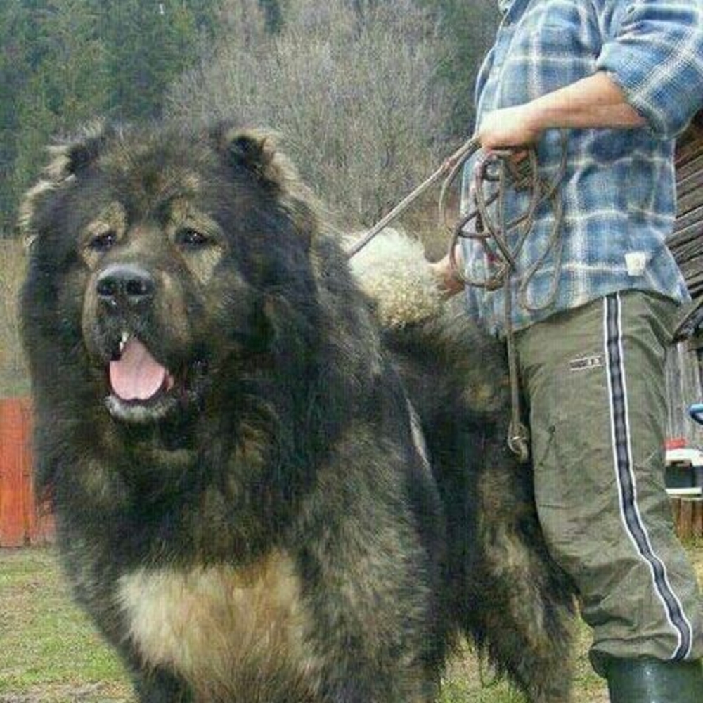 Meet your Posher, Malakoff